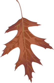 Orange and yellow maple leaf with stem on a white background