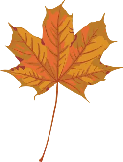Orange and yellow maple leaf with stem on a white background