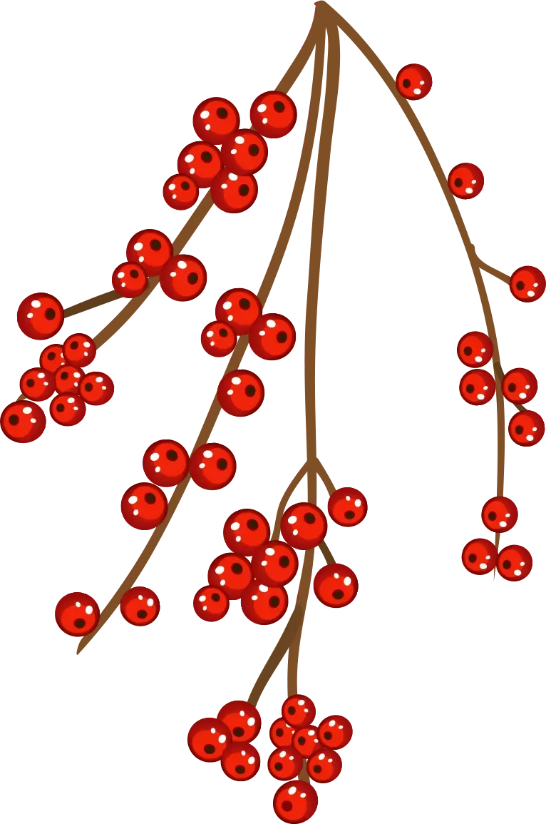 Branch with clusters of bright red berries and green leaves on a white background