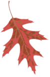 Orange and yellow maple leaf with stem on a white background