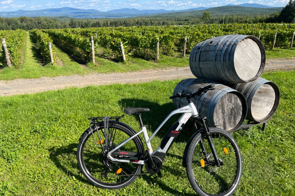 Road bicycle beside stacked wine barrels in a vineyard with mountains in the background