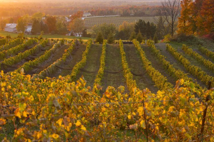 A vineyard with rows of vines covered in yellow leaves at sunset.