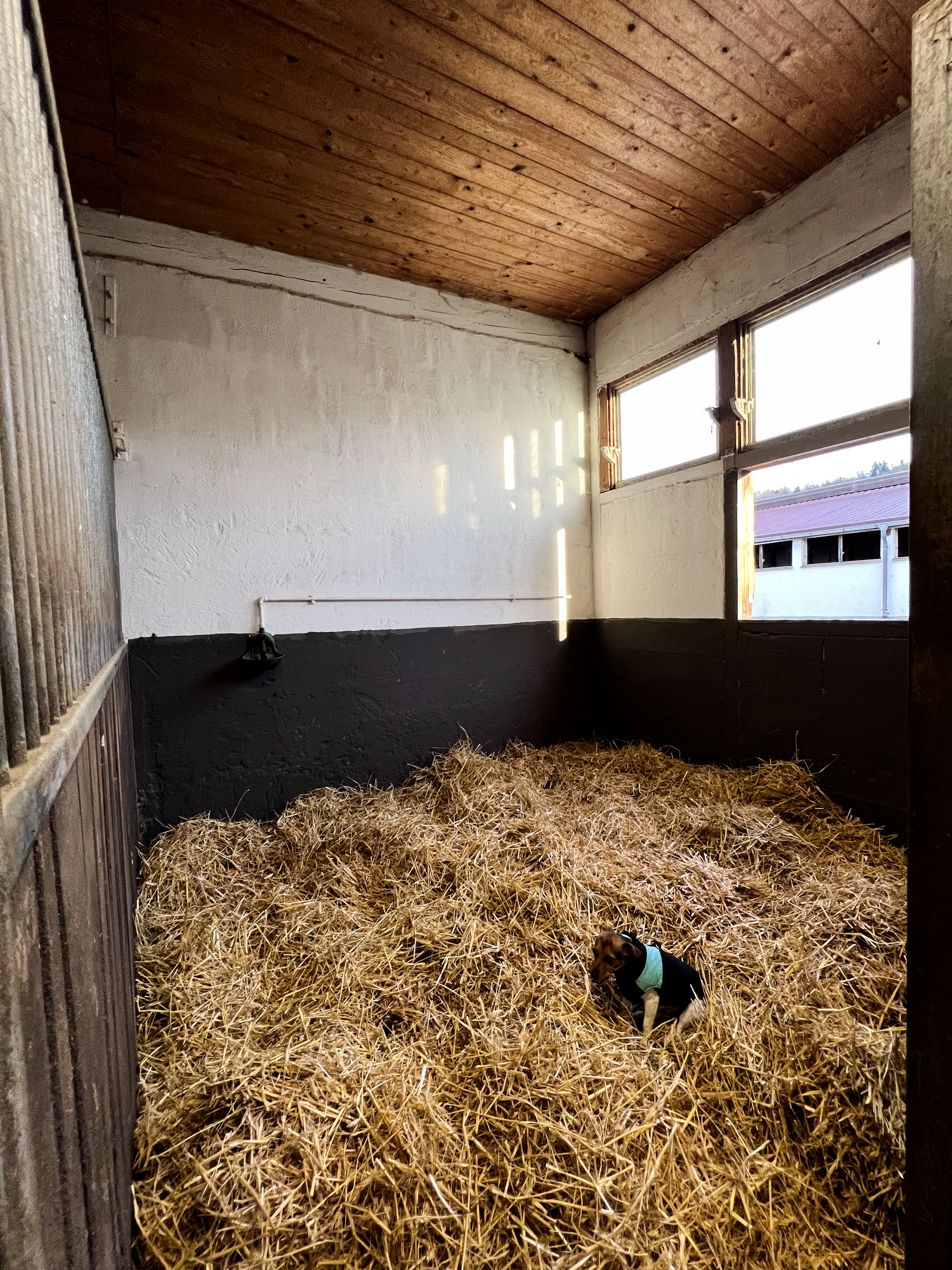 Pferdebox mit Fenster