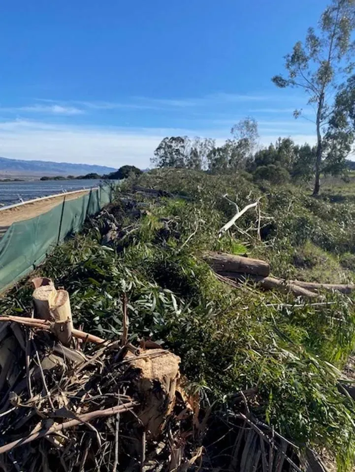 Pile of cut tree branches and logs next to a green fence, under a blue sky.