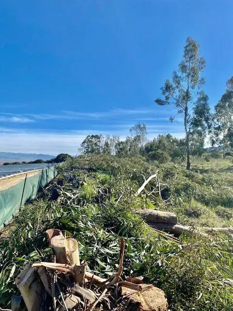 Cleared land with cut trees, greenery, and a body of water under a blue sky.