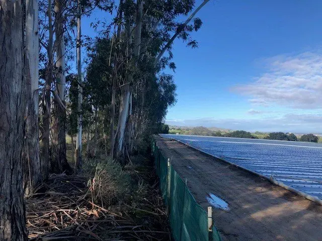 Eucalyptus trees line a water reservoir. Blue sky, distant hills.