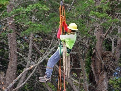 Arborist in a tree, wearing a hard hat and safety harness, climbing with ropes in a green forest.