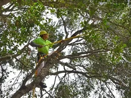 Arborist in a tree, trimming branches with a pole saw. Green shirt, hard hat, and safety harness.