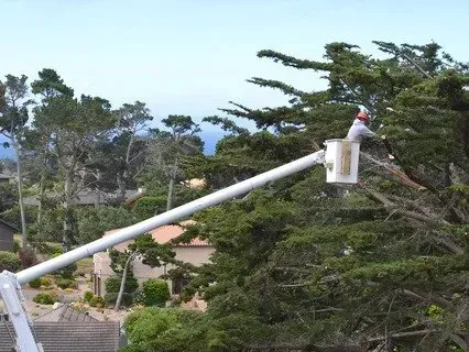 Worker in a bucket lift trimming a large tree with houses and ocean in the background.