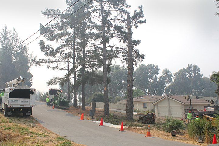 Utility trucks trimming trees near power lines on a residential street.