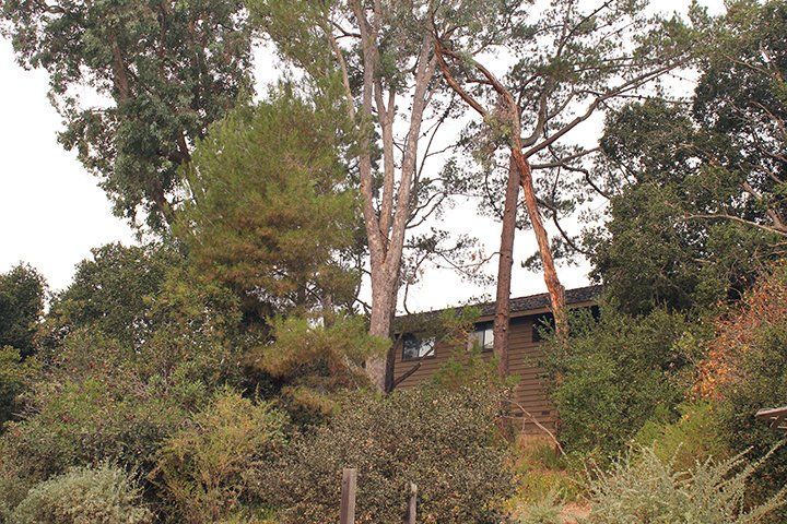 A house nestled in trees, mostly green foliage, with a tan-colored exterior.