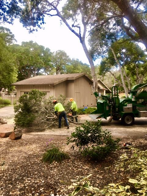 Two people in neon vests trimming branches near a wood chipper and a tan building.