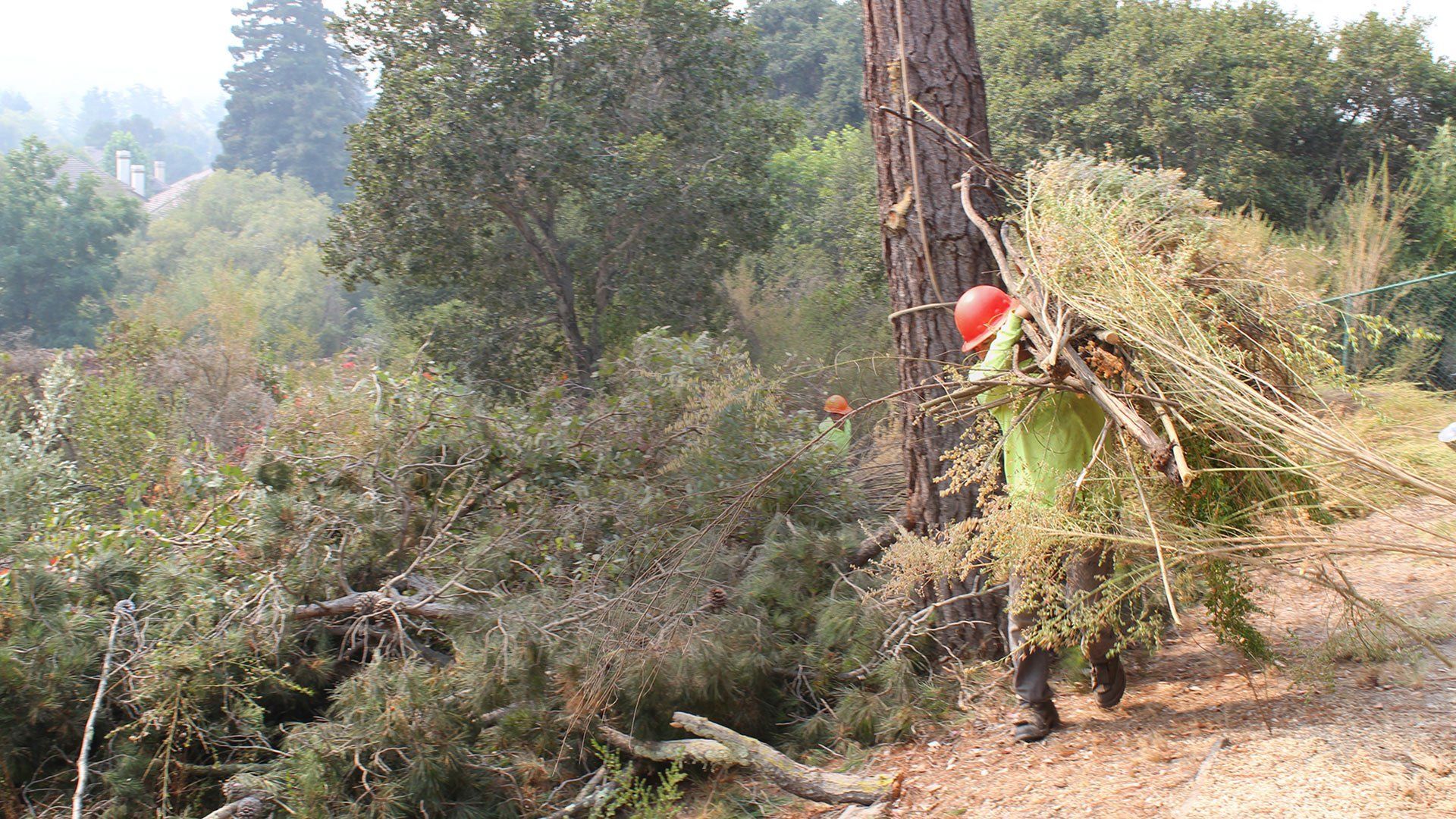 Person in safety gear carries brush in a wooded area near a tree.