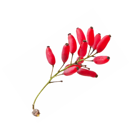 A Bunch of Red Berries on a Green Stem on a White Background — Your Body Revolution in Caloundra, QLD