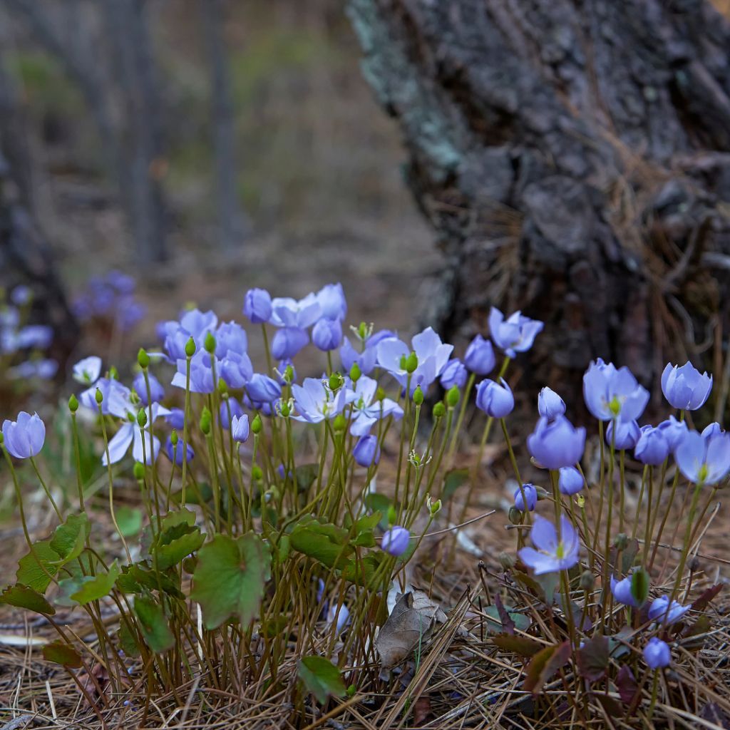 A Bunch of Purple Flowers Are Growing in the Dirt Near a Tree Stump — Your Body Revolution in Caloun