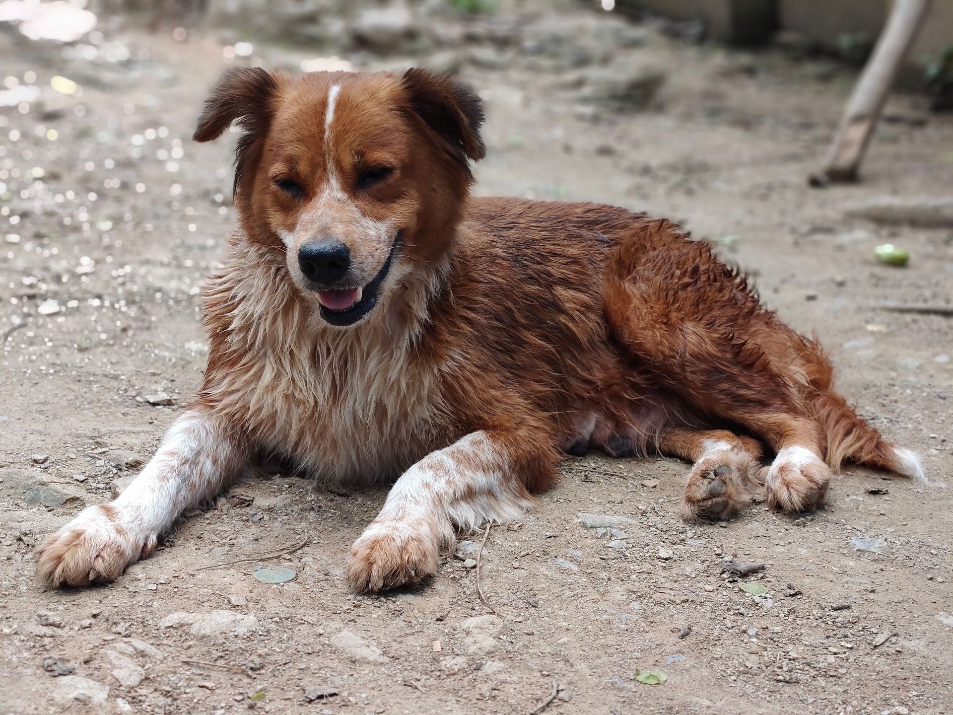Preventing pet odours in carpets and rugs in a Dublin home this winter