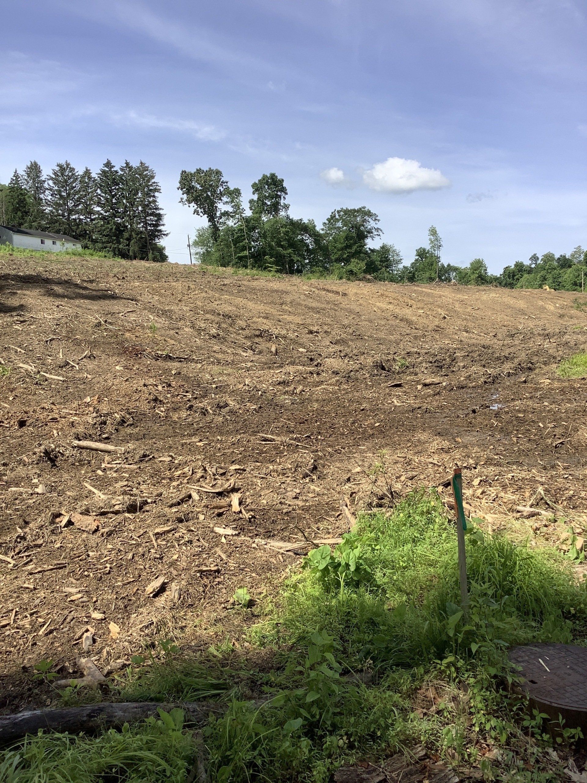 Cleared land with scattered wood debris, small green plants in foreground, trees and blue sky background.