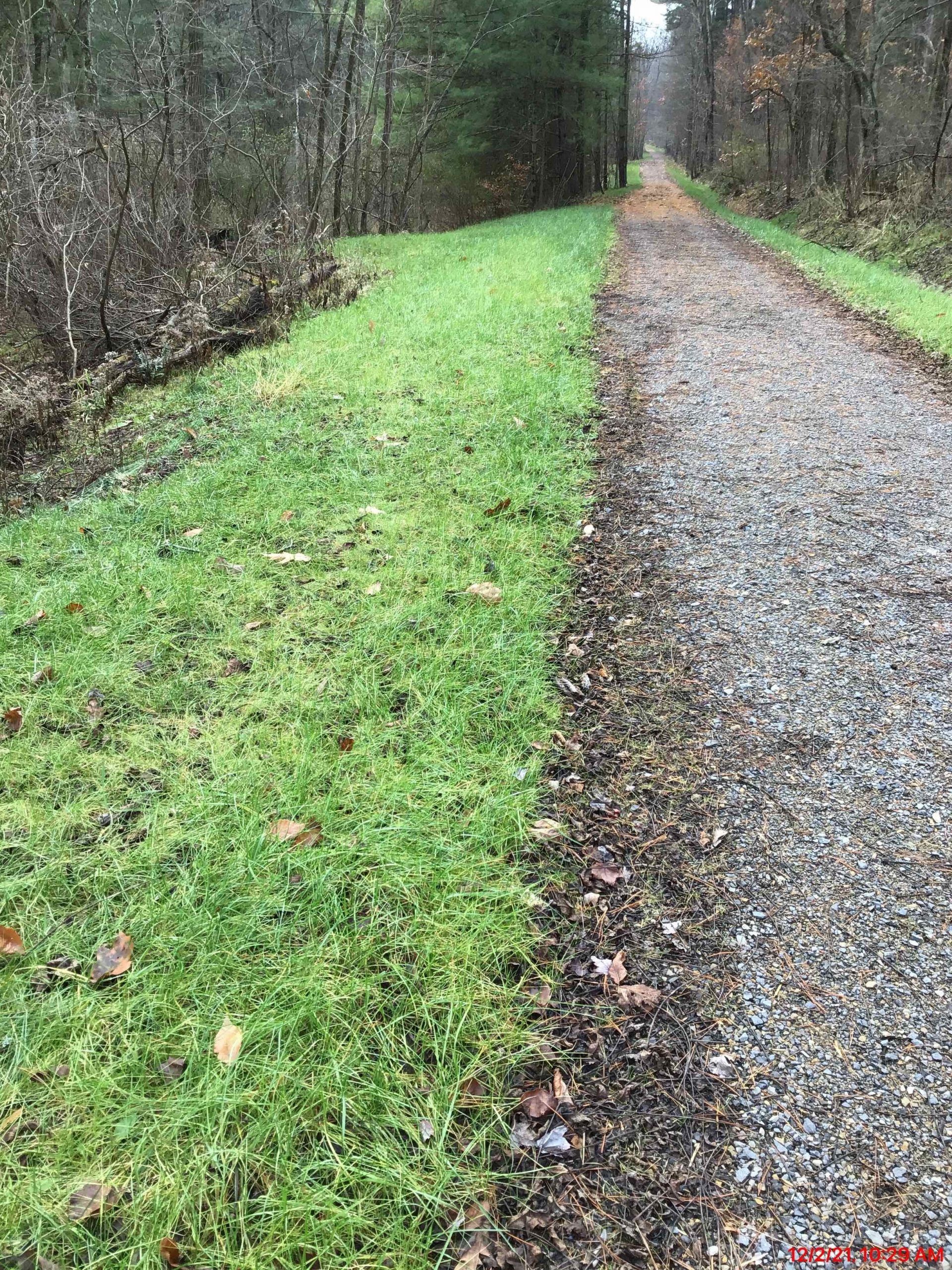 Gravel path through a forest, bordered by green grass on one side and foliage on the other.