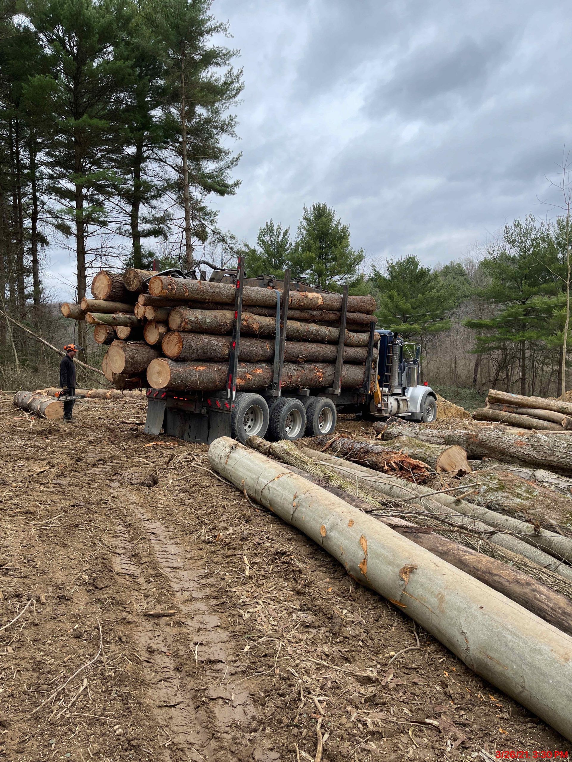 Truck loaded with logs in a forest. A person stands nearby. Cloudy sky.
