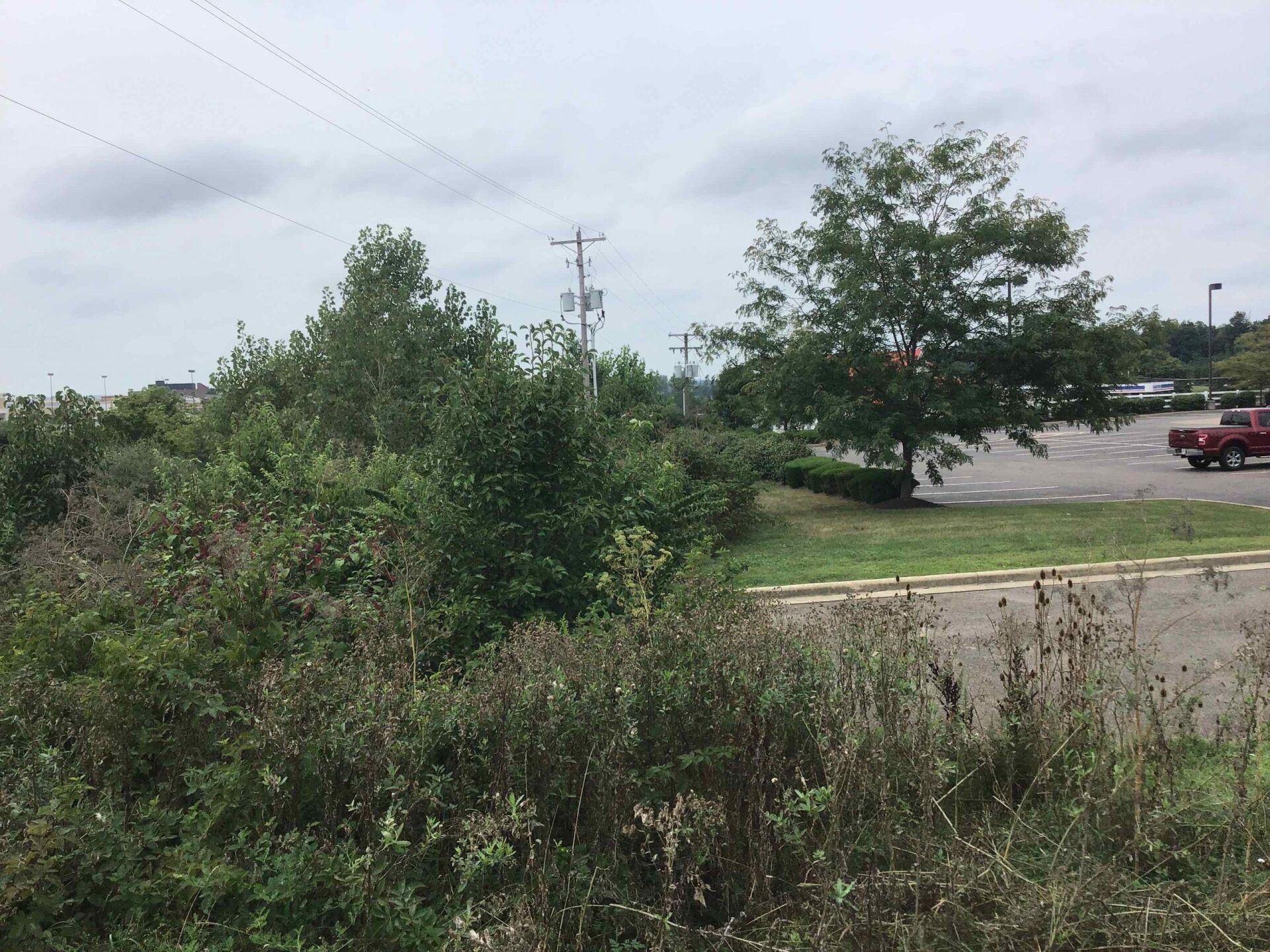 Green shrubs and trees in front of a parking lot. Cloudy sky with birds flying overhead.
