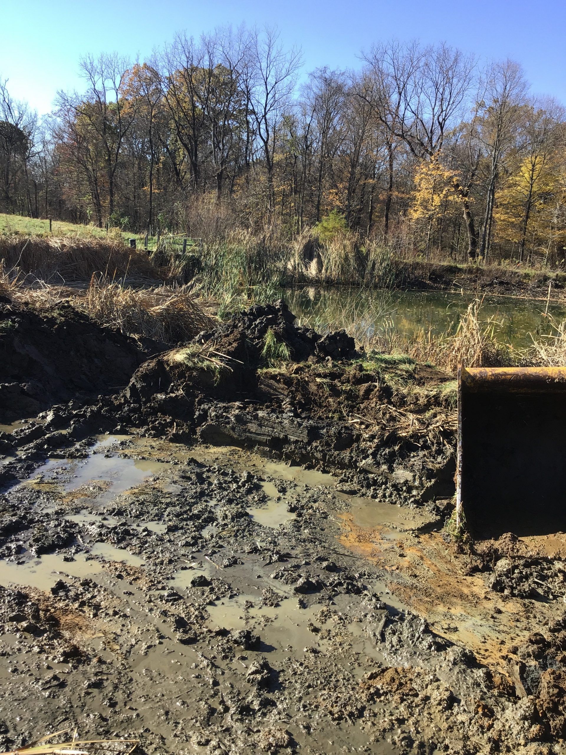 Muddy bank beside a pond. Brown mud and debris in foreground, trees with autumn leaves in the background.