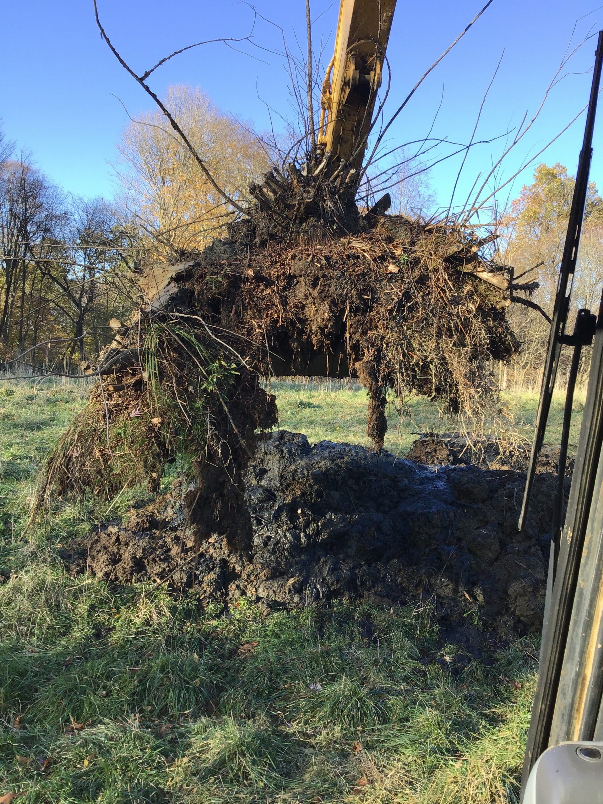 Excavator lifting a tree, revealing the roots, in a grassy field.