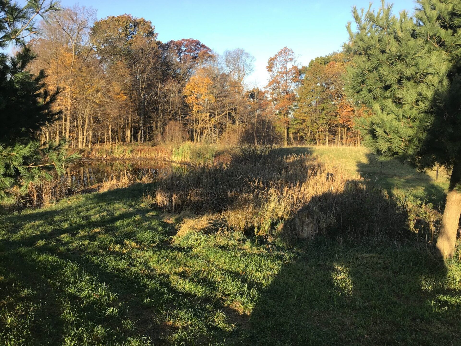 Grassy field with dried plants and trees, lit by the sun, under a blue sky. Autumn colors.