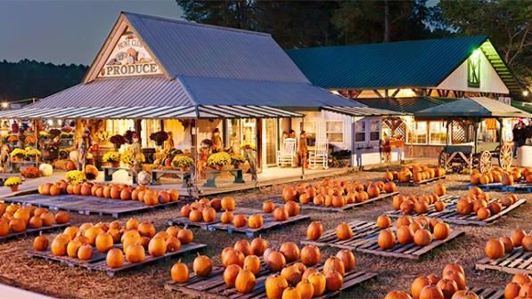 Fall Pumpkin Patch