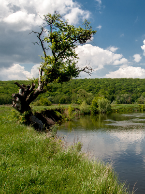 Calm river beside grassy bank with a leaning tree under a blue sky with clouds