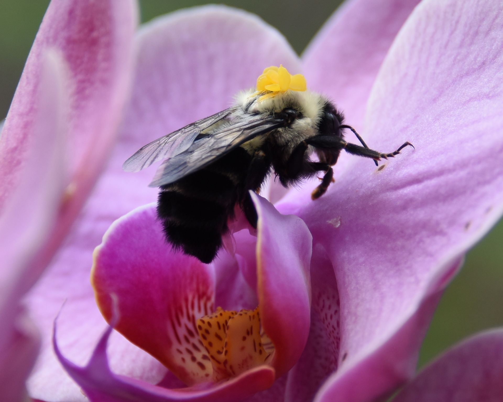 Miracle of honey bee in the Holy Qur'an