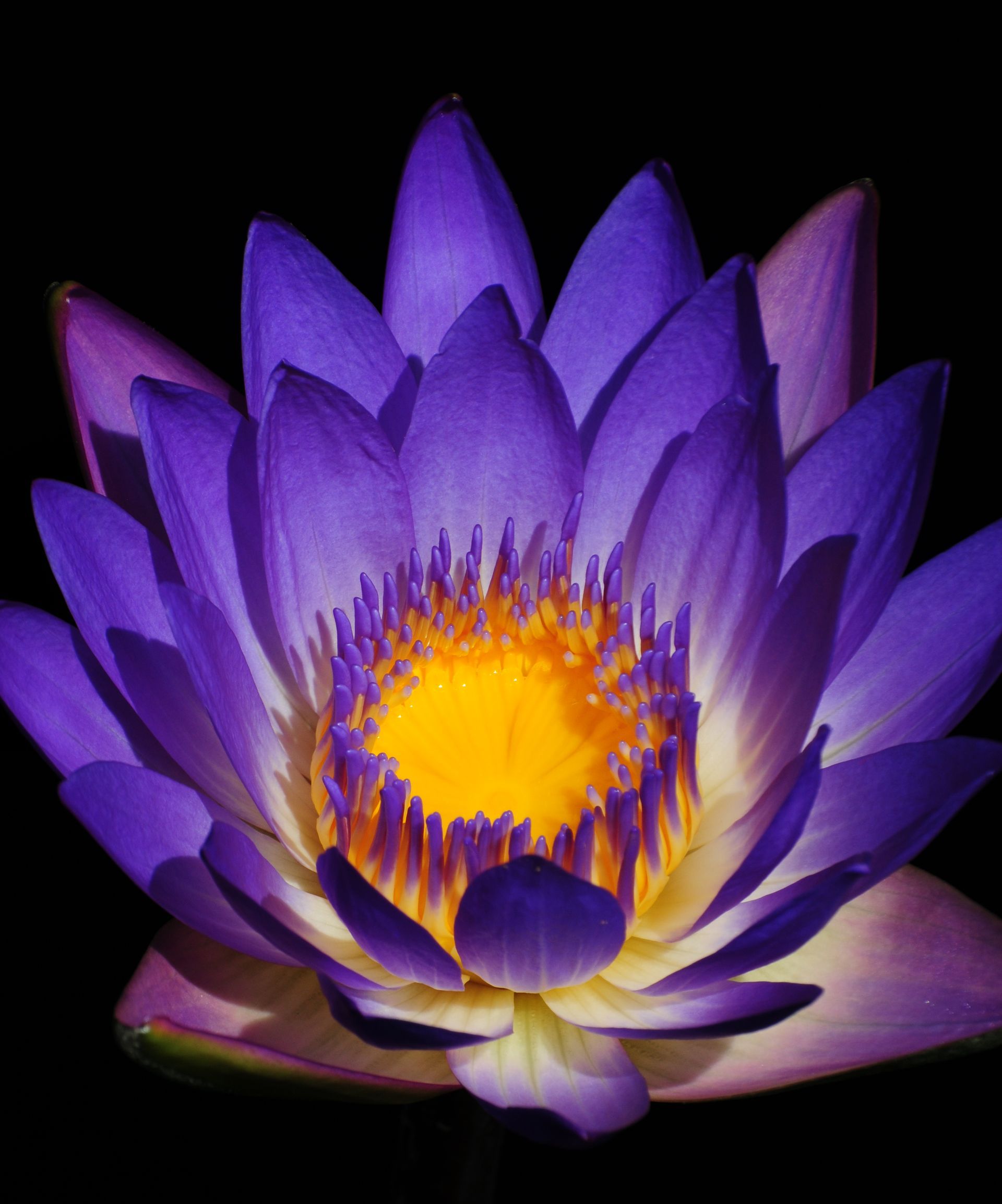 Femininity and masculinity in plants in the Qur'an