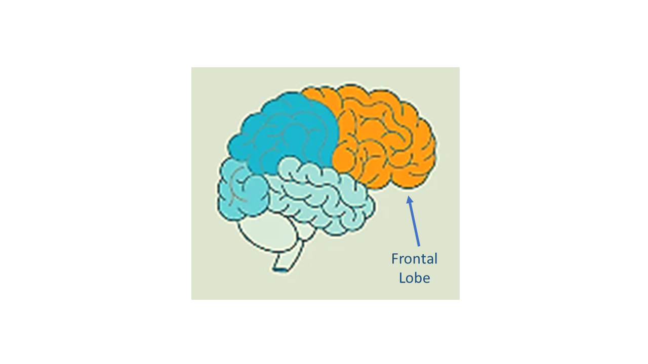 Function of the frontal lobe of brain in Qur'an