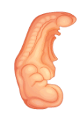 Development of embryo explained by Qur'an