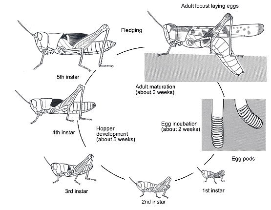 Rising of locusts explained in the Holy Qur'an