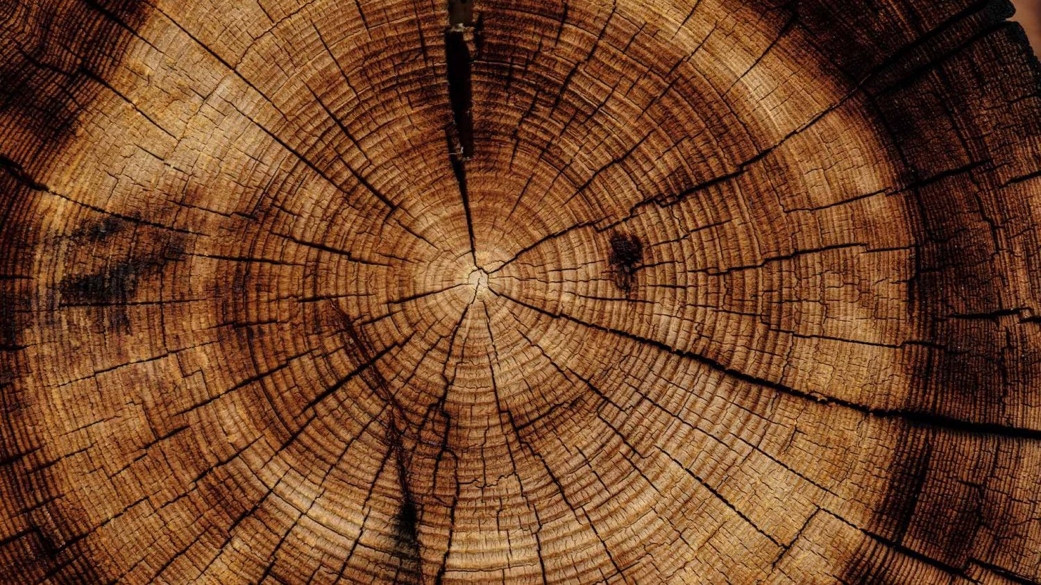 Tree Stump