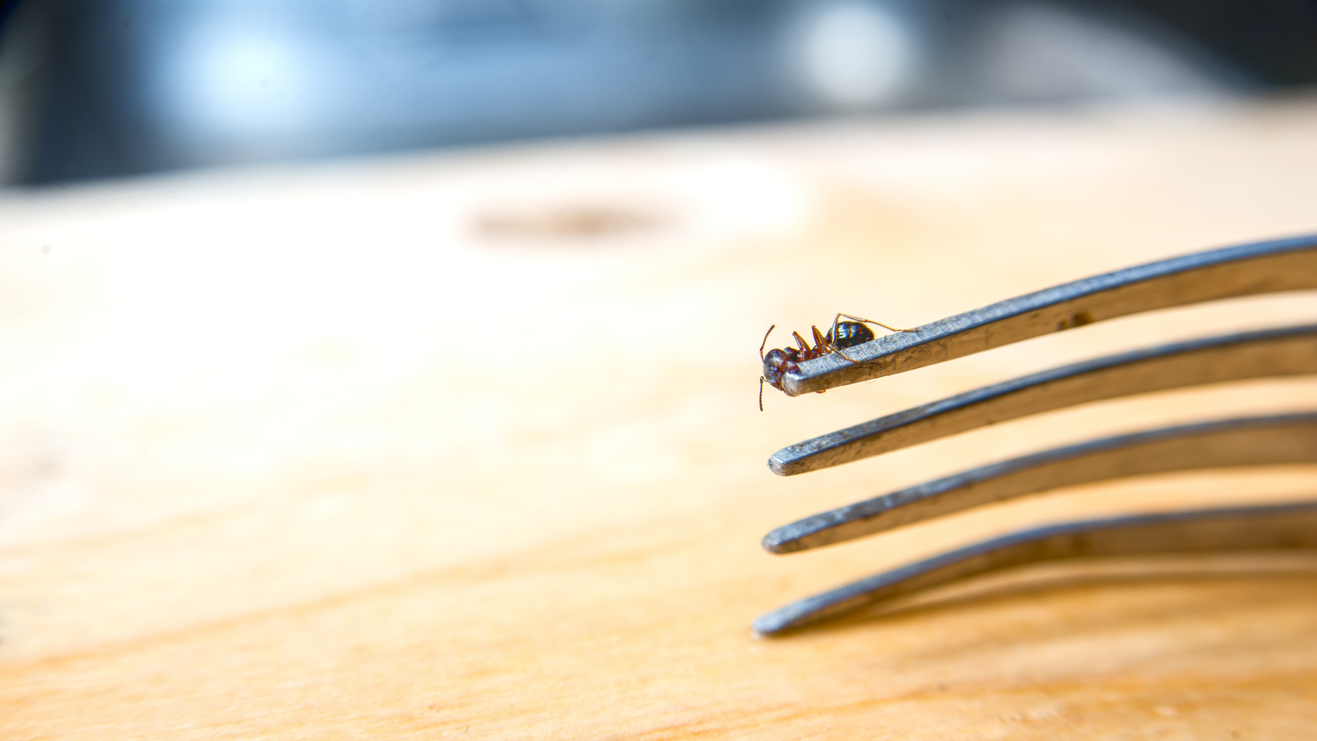 Tiny fly caught on the tip of a metal fork on a light wooden table