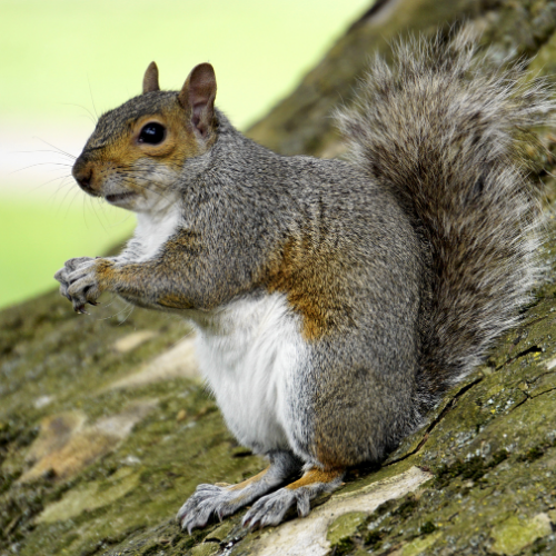 Gray squirrel perched on a tree branch, holding something in its paws.