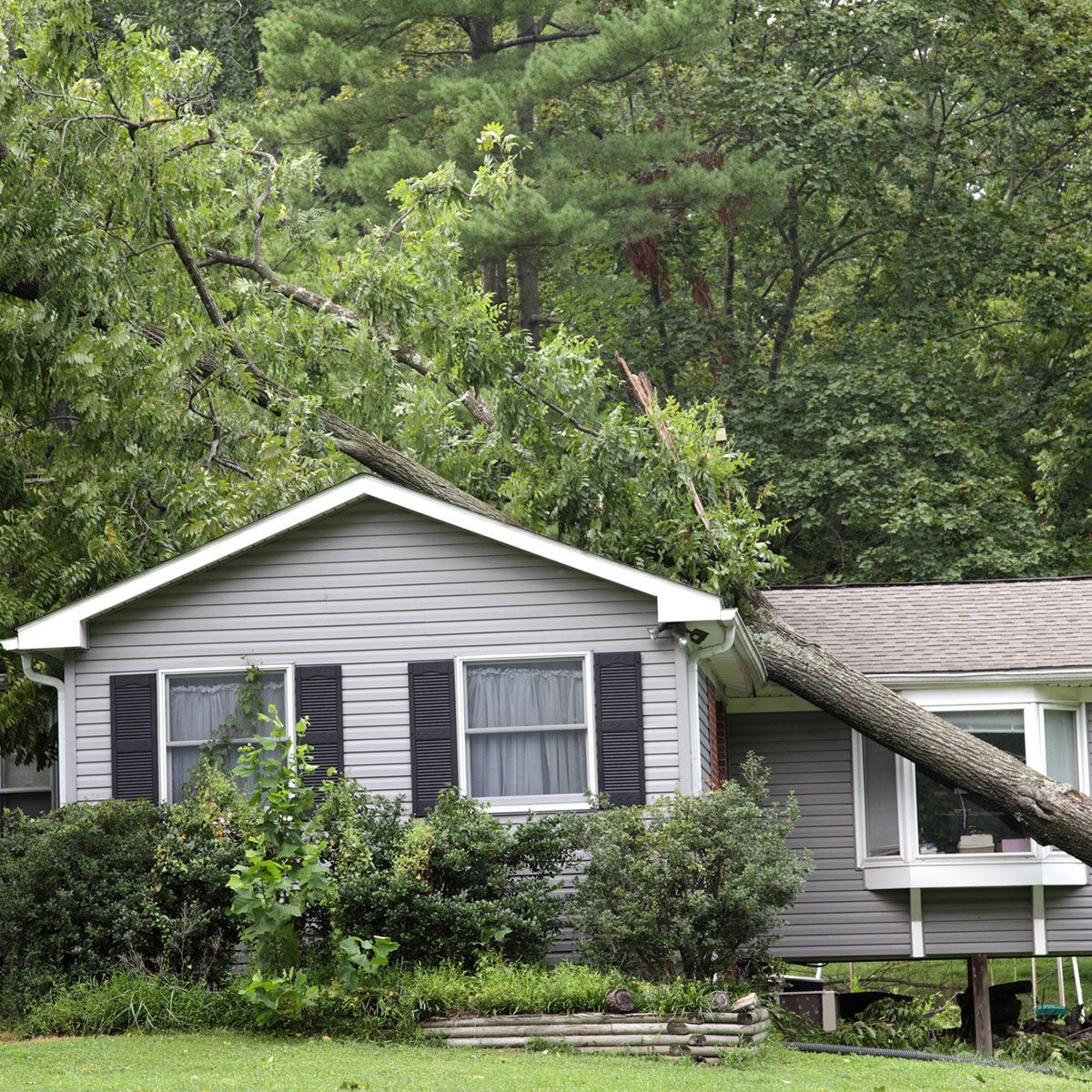 Tree Stump — Hughson, CA — Green Valley Tree Service Tree Stump — Hughson, CA — Green Valley Tree Service