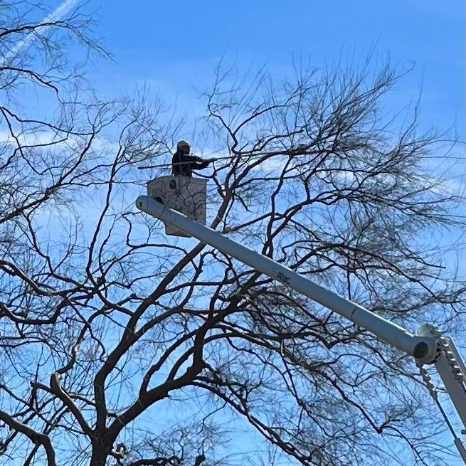 Tree Trimmer with Power Saw — Hughson, CA — Green Valley Tree Service