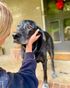 Happy dog client