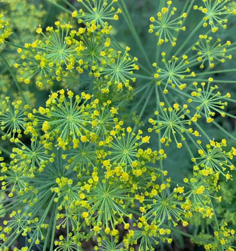 Un gros plan d'une plante à fleurs jaunes
