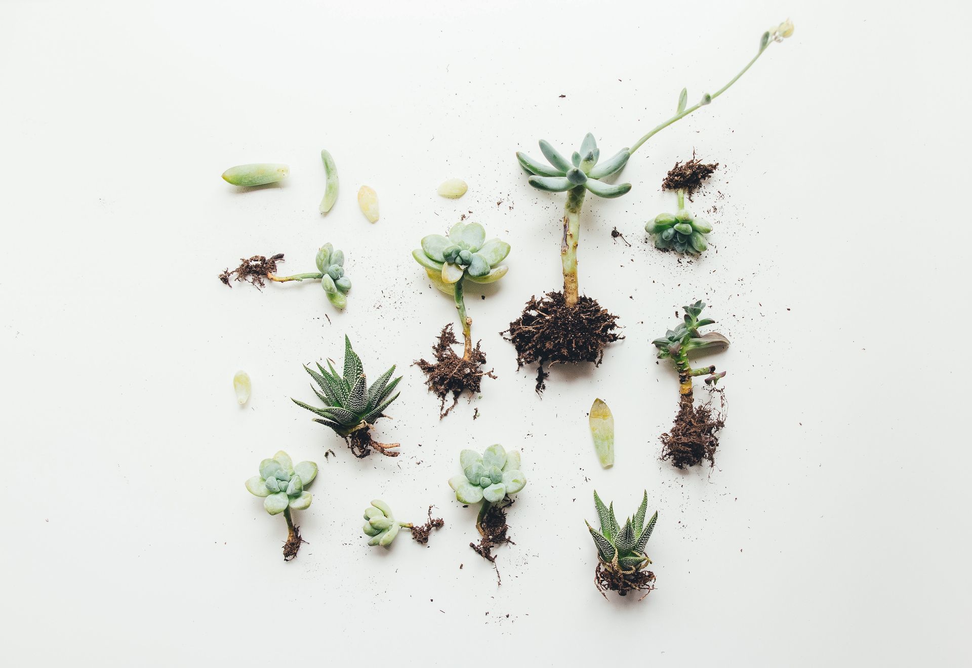 Il existe de nombreux types différents de plantes succulentes sur la table.