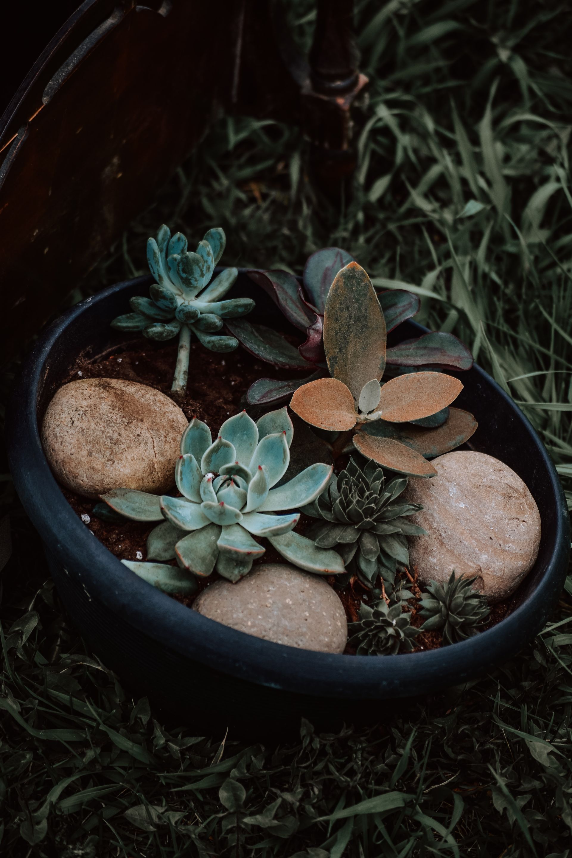 Un bol rempli de plantes succulentes et de rochers dans l'herbe.