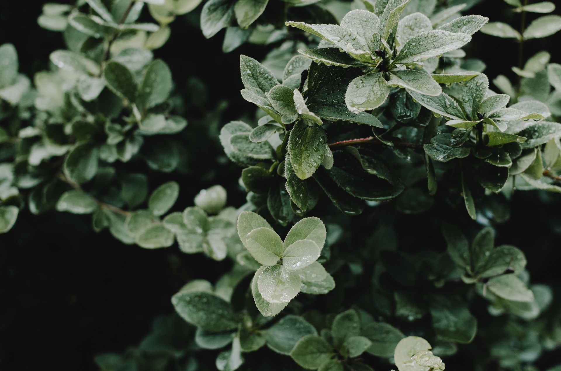 Un gros plan d'une plante avec des feuilles vertes et des gouttes d'eau dessus.