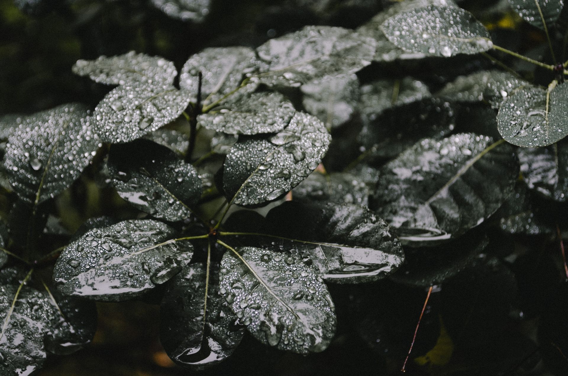 Un gros plan d'une plante avec des gouttes d'eau sur les feuilles.