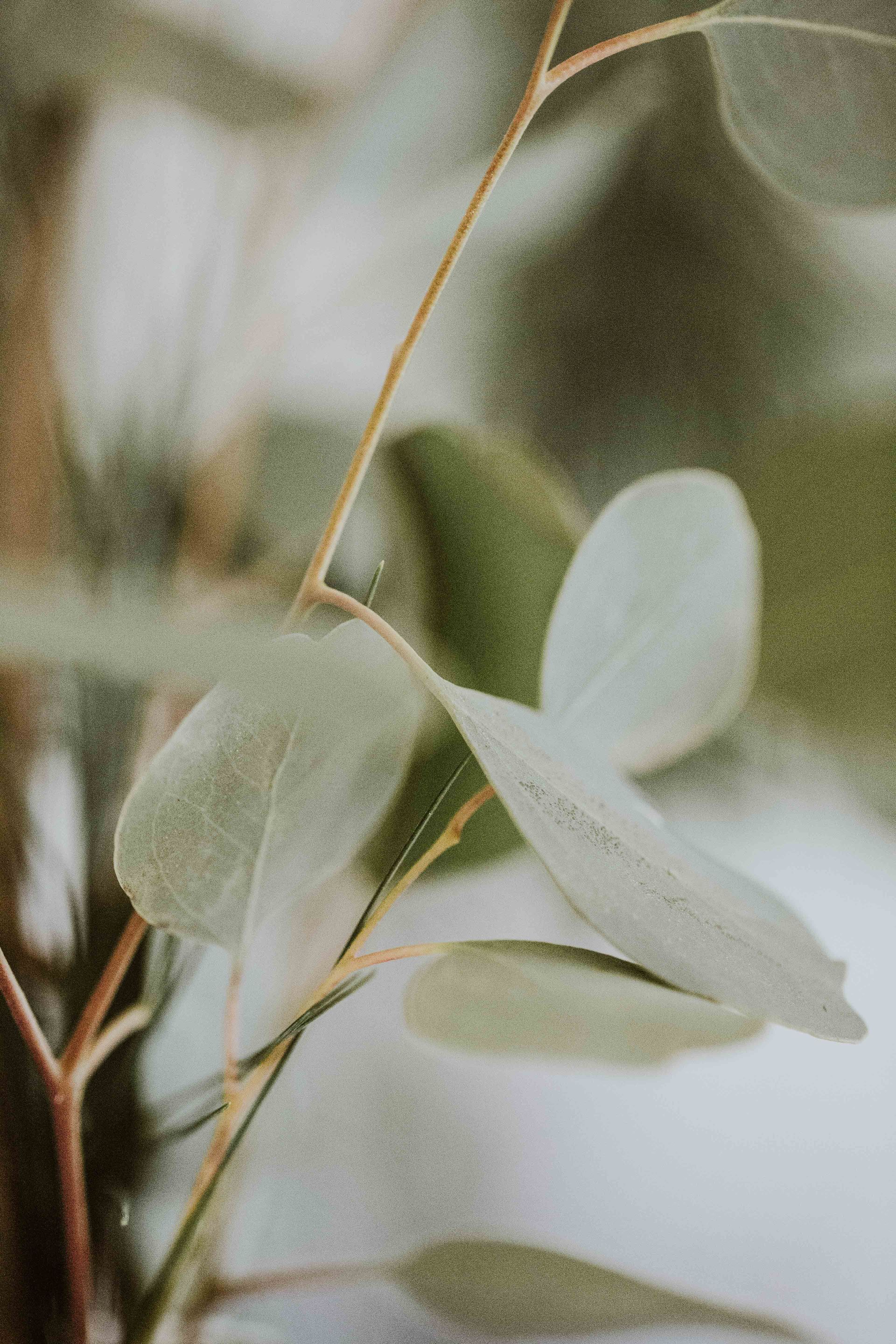 Un gros plan d'une plante avec des feuilles vertes sur fond blanc.