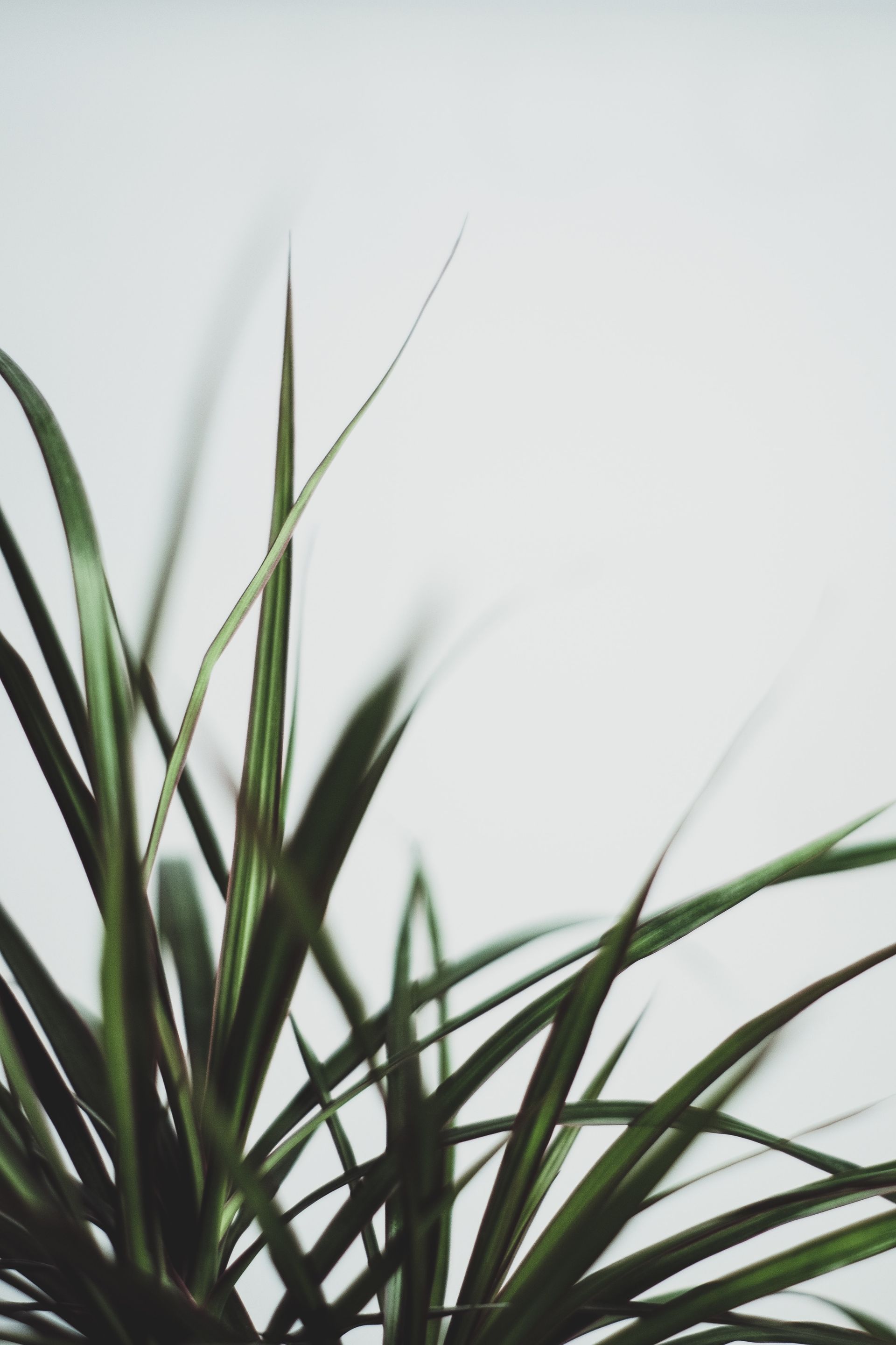 Un gros plan d'une plante sur fond blanc