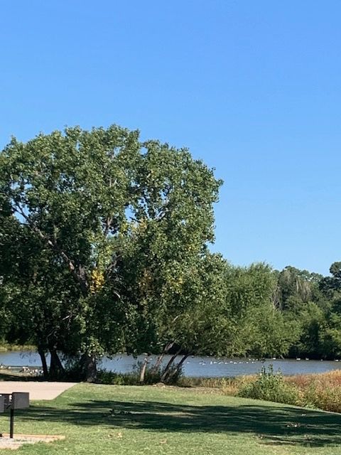 There is a large tree in the foreground and a lake in the background.