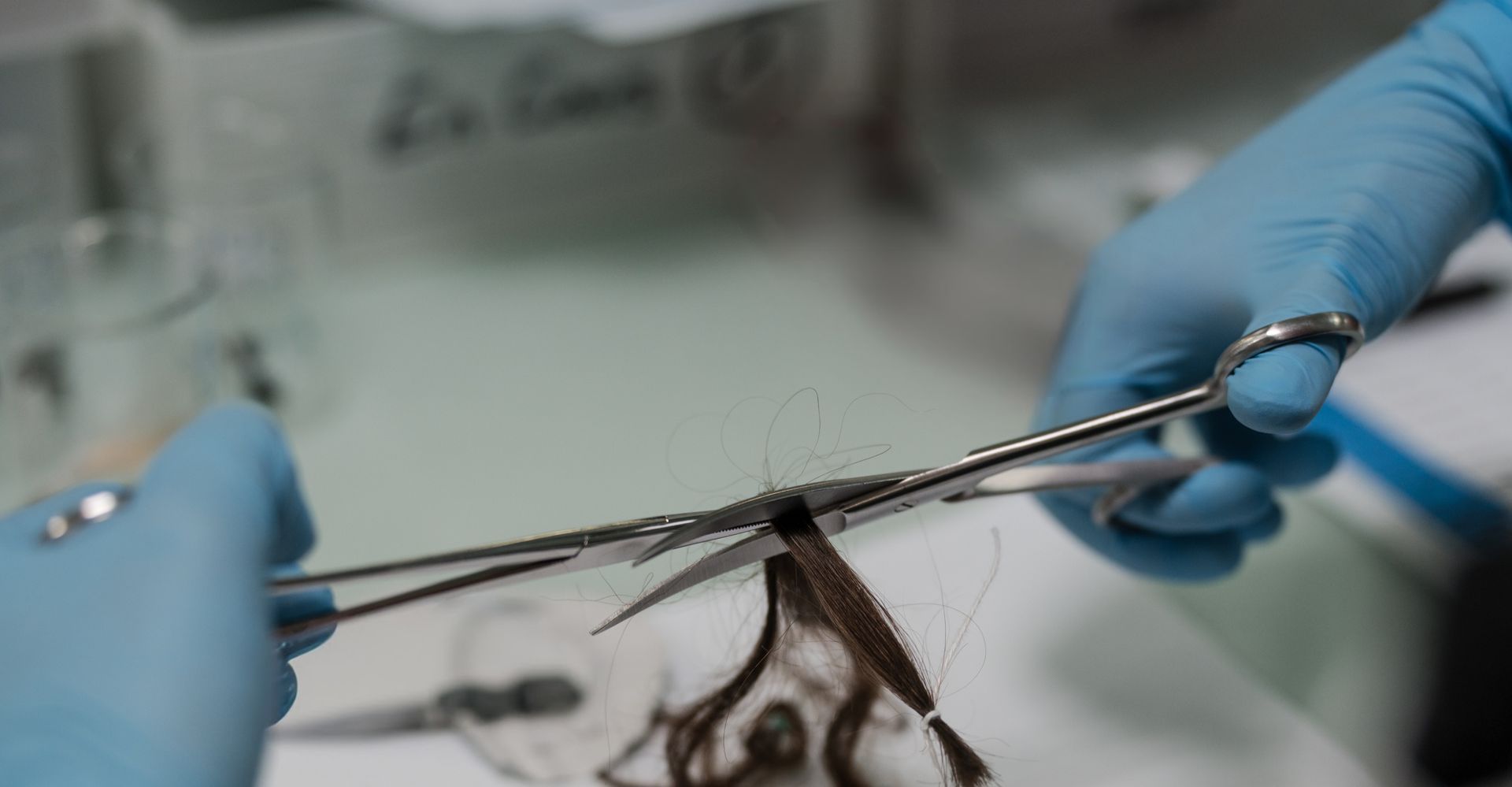 Une personne portant des gants tient une boîte de Petri contenant des cheveux