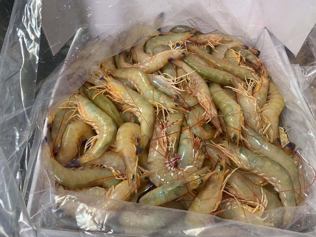 Large Endeavour Prawns